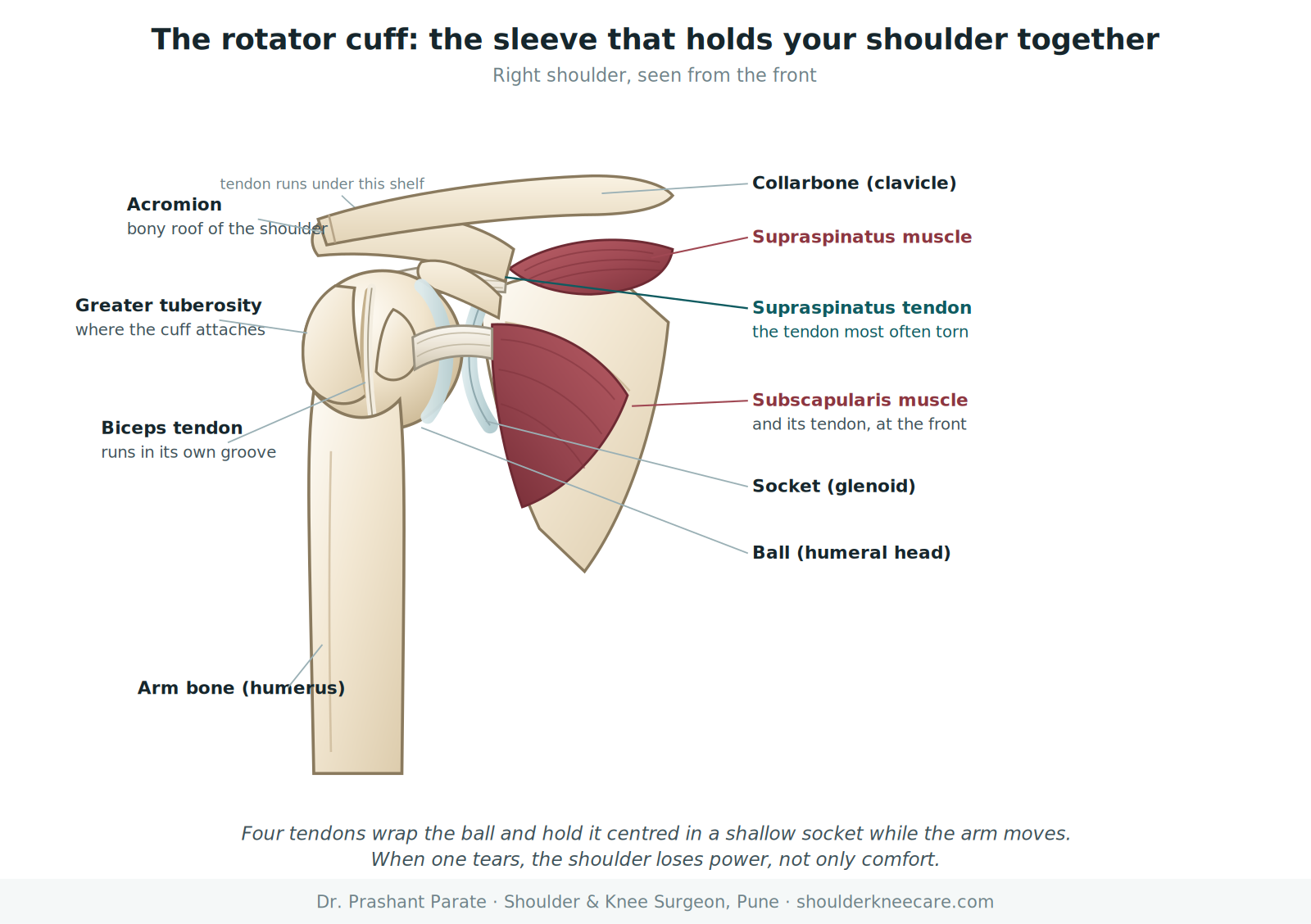 Rotator cuff anatomy showing supraspinatus, subscapularis, infraspinatus and teres minor tendons